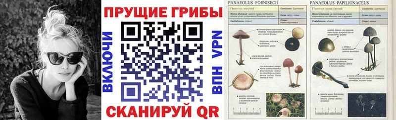 Псилоцибиновые грибы MAGIC MUSHROOMS  Новошахтинск 